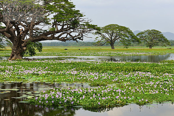 Bäume am künstlichen See Tissa Wewa  Tissamaharama  Südprovinz  Sri Lanka