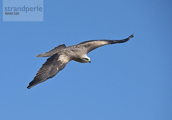 Schwarzmilan (Milvus migrans)  Kärnten  Österreich