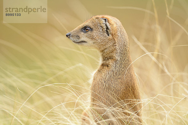 Fuchsmanguste (Cynictis penicillata) im Gras