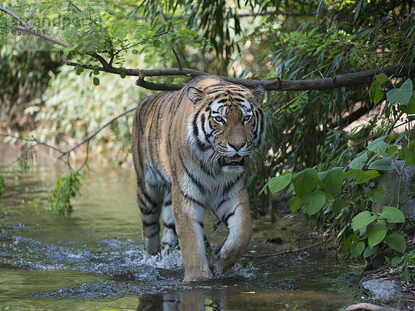 Sibirischer Tiger (Panthera tigris altaica)  Zoo Duisburg  Duisburg  Nordrhein-Westfalen  Deutschland