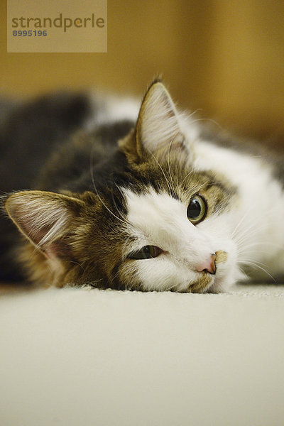 Katze liegt auf dem Fußboden