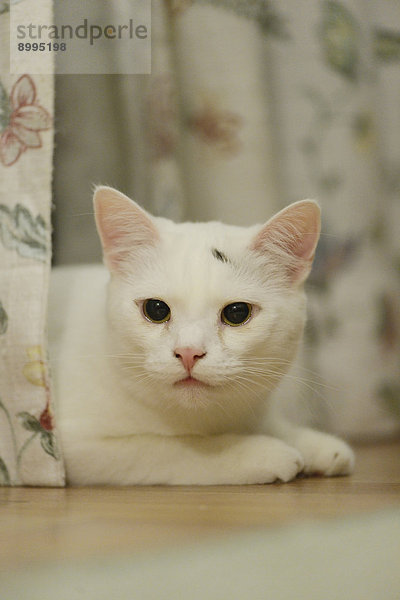 Katze liegt auf dem Fußboden