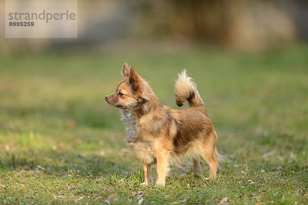 Chihuahua im Garten