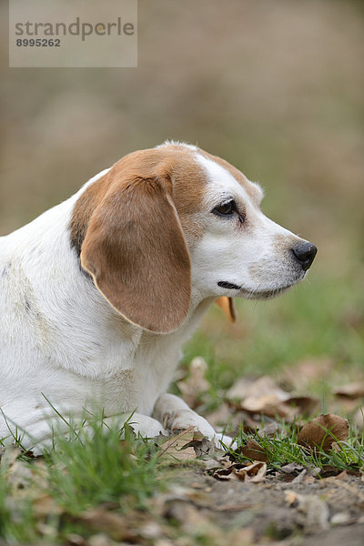 Close-up eines Beagles im Garten