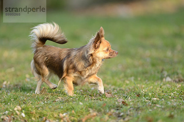 Chihuahua im Garten