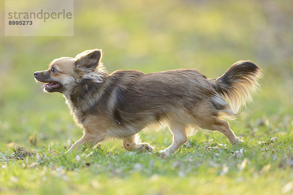 Chihuahua im Garten