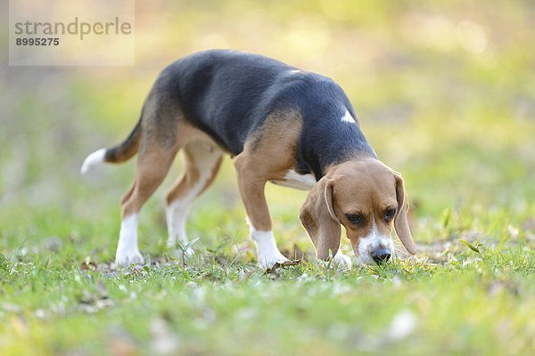 Beagle im Garten