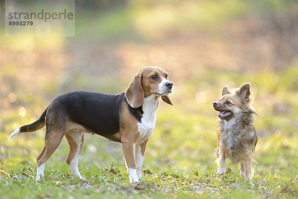 Chihuahua und Beagle im Garten