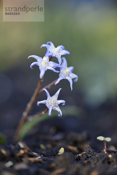 Close-up eines blühenden Zweiblättrigen Blausterns