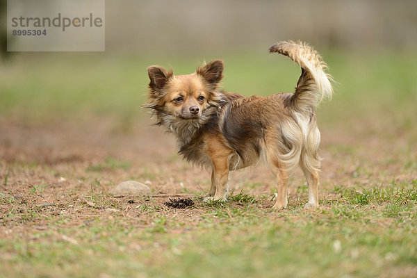 Chihuahua im Garten