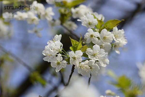 Close-up von Sauerkirschblüten