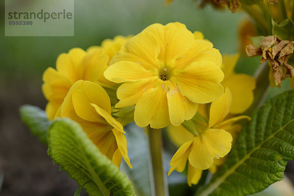 Close-up einer blühenden Schlüsselblume