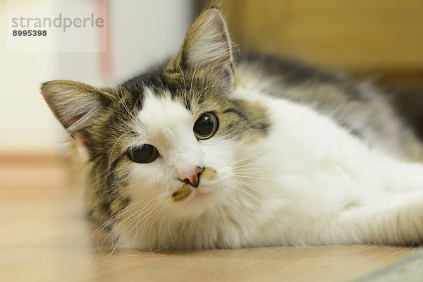 Katze liegt auf dem Fußboden