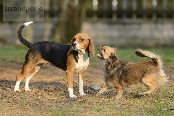 Chihuahua und Beagle im Garten