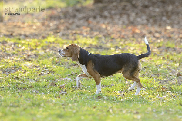 Beagle im Garten