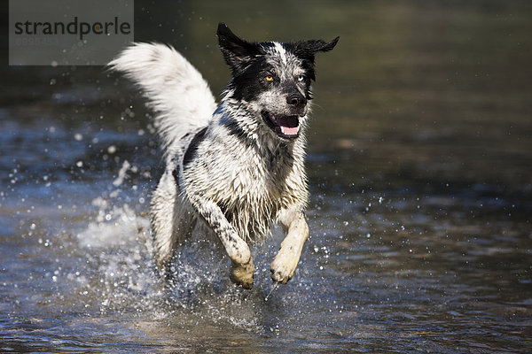 Husky-Münsterländer-Labrador-Mischlingshund  schwarz-weiß-gefleckter Rüde springt im Wasser  Österreich