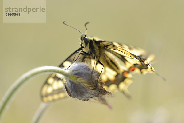 Close-up eines Schwalbenschwanzes (Papilio machaon)