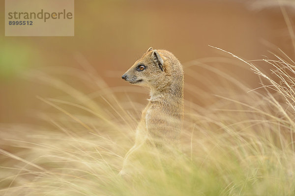 Fuchsmanguste (Cynictis penicillata) im Gras