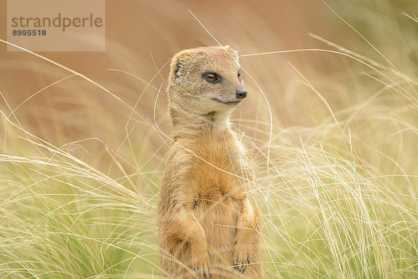 Fuchsmanguste (Cynictis penicillata) im Gras