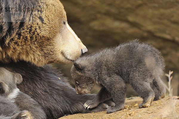 Braunbärjunge (Ursus arctos) mit Mutter im Nationalpark Bayerischer Wald  Deutschland