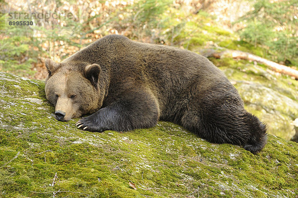 Braunbär (Ursus arctos) im Nationalpark Bayerischer Wald  Deutschland