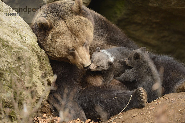 Braunbärjunge (Ursus arctos) mit Mutter im Nationalpark Bayerischer Wald  Deutschland