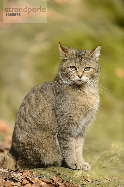 Wildkatze (Felis silvestris silvestris) im Nationalpark Bayerischer Wald  Deutschland