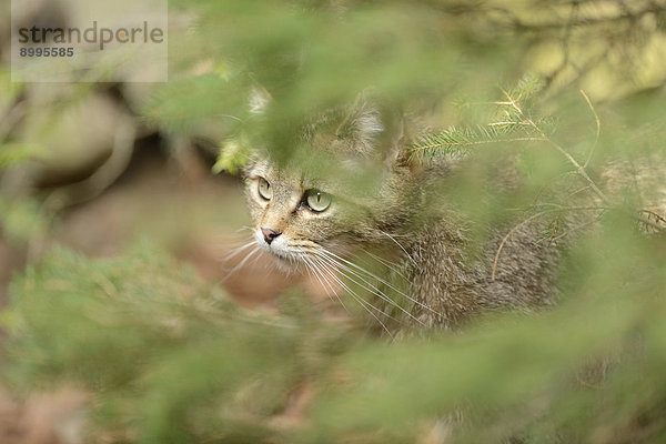 Wildkatze (Felis silvestris silvestris) im Nationalpark Bayerischer Wald  Deutschland