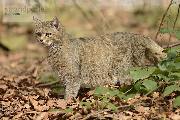 Wildkatze (Felis silvestris silvestris) im Nationalpark Bayerischer Wald  Deutschland