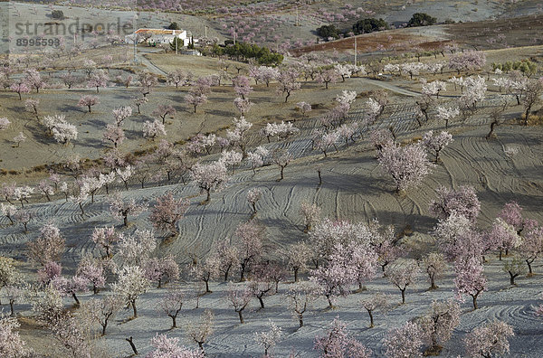 Mandelbäume (Prunus dulcis) in voller Blüte  Plantage mit Bauernhaus  Provinz Almería  Andalusien  Spanien