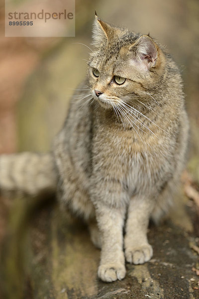 Wildkatze (Felis silvestris silvestris) im Nationalpark Bayerischer Wald  Deutschland