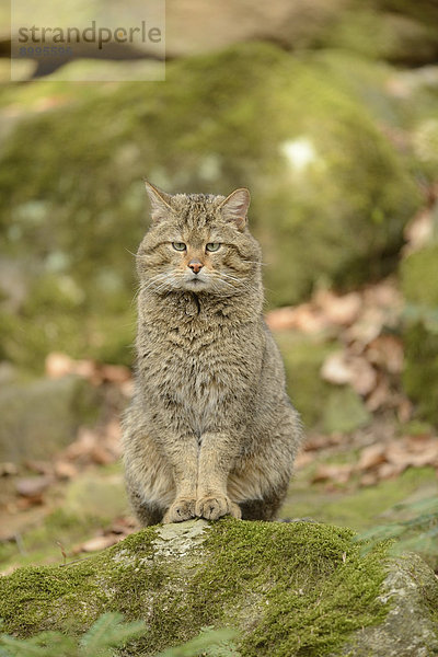 Wildkatze (Felis silvestris silvestris) im Nationalpark Bayerischer Wald  Deutschland