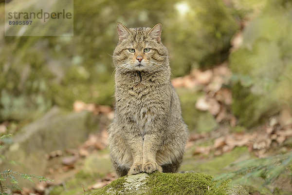 Wildkatze (Felis silvestris silvestris) im Nationalpark Bayerischer Wald  Deutschland