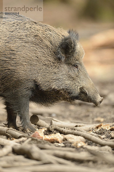 Wildschwein (Sus scrofa) im Nationalpark Bayerischer Wald  Deutschland