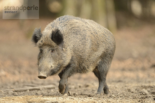 Wildschwein (Sus scrofa) im Nationalpark Bayerischer Wald  Deutschland