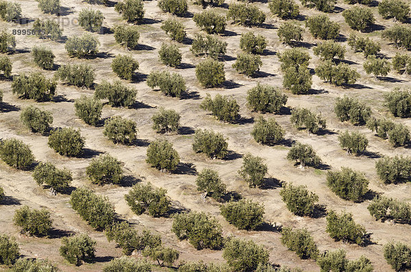 Olivenbäume (Olea europaea)  Plantage  Provinz Cordoba  Andalusien  Spanien