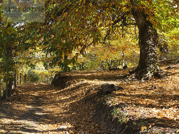 Edelkastanie (Castanea sativa) im Herbst  Tal des Río Genal  Provinz Málaga  Andalusien  Spanien