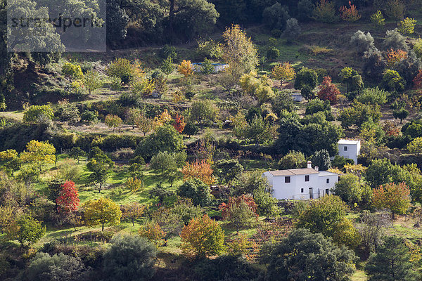 Bauernhaus Baum Frucht Vielfalt Garten Herbst Andalusien Spanien