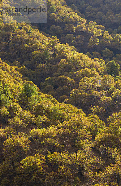 Edelkastanien (Castanea sativa) im Herbst  Tal des Río Genal  Provinz Málaga  Andalusien  Spanien