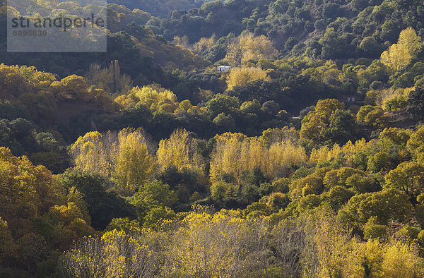 Edelkastanien (Castanea sativa) und Pappeln (Populus sp.) im Herbst  Tal des Río Genal  Provinz Málaga  Andalusien  Spanien