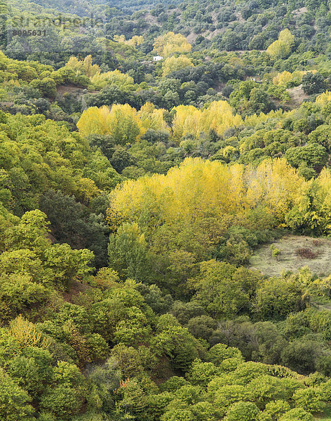 Edelkastanien (Castanea sativa) und Pappeln (Populus sp.) im Herbst  Tal des Río Genal  Provinz Málaga  Andalusien  Spanien