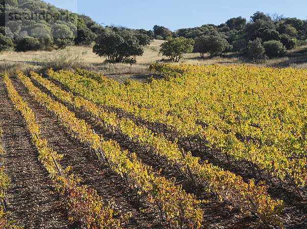 Weinberg im Herbst  Provinz Málaga  Andalusien  Spanien