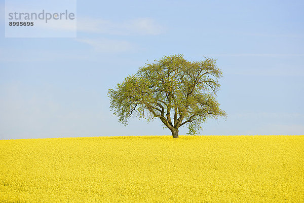 Birnbaum auf blühendem Rapsfeld  Baden-Württemberg  Deutschland