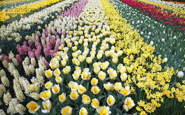 Farbenfrohes Beet mit Frühjahrsblühern  blühende Tulpen (Tulipa)  Narzissen (Narcissus) und Hyazinthen (Hyacinthus)  Keukenhof  Lisse  Holland