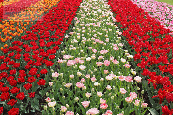 Farbenfrohes Tulpenbeet mit diversen Tulpen-Sorten  blühende Tulpen (Tulipa)  Keukenhof  Lisse  Holland