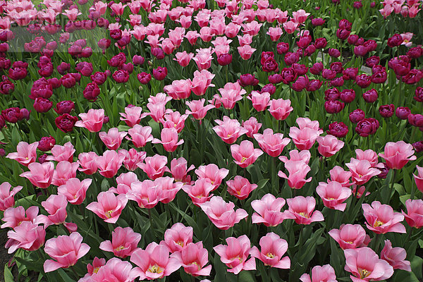 Beet mit blühenden Tulpen (Tulipa)