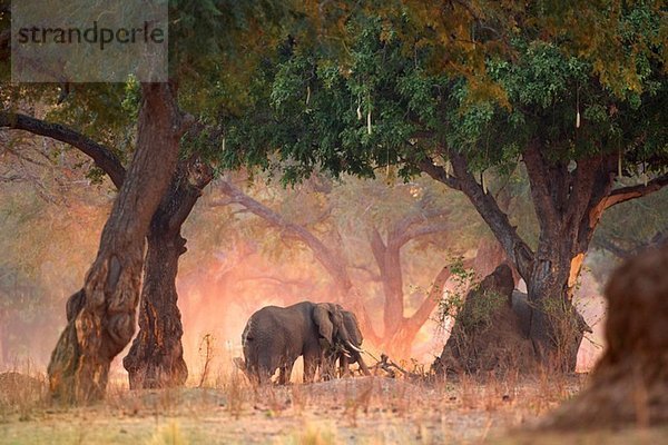 Elefanten - Loxodonta africana - in Akazien- und Wurstbaumwäldern bei Tagesanbruch  Mana Pools Nationalpark  Simbabwe