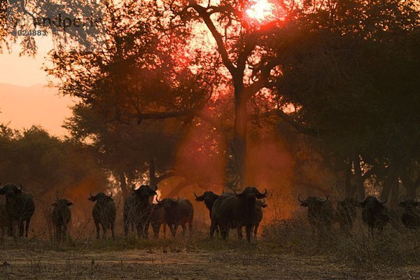 Afrikanischer Büffel - Syncerus caffer - bei Sonnenuntergang  Mana Pools Nationalpark  Simbabwe