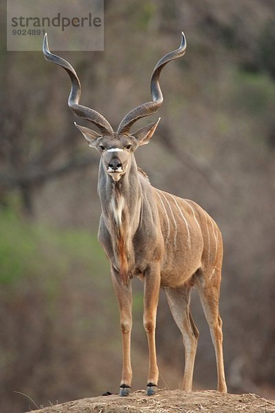 Kudu Stier - Tragelaphus strepsiceros  Mana Pools Nationalpark  Simbabwe