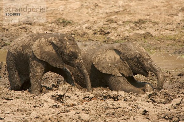Elefantenbabys - Loxodonta africana - Schlammbad  Mana Pools Nationalpark  Simbabwe